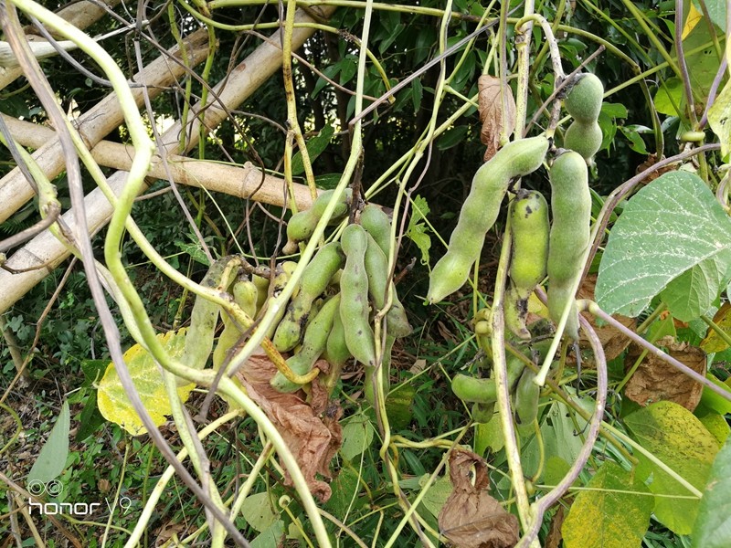 记录种植狗爪豆发芽开花结果全过程九