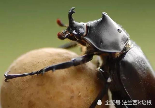会看星象的屎壳郎赢得了搞笑诺贝尔奖