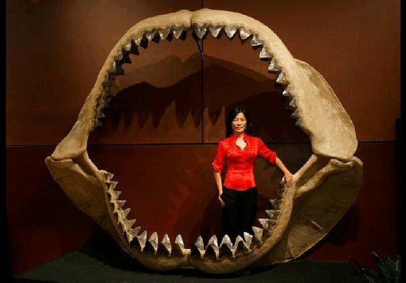 在电影《巨齿鲨》中说到巨牙鲨,没有天敌,那么后来为什么灭绝了呢?