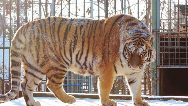 世界上最大的老虎:东北虎体长达2.8米,狮王在它面前就是个弟弟