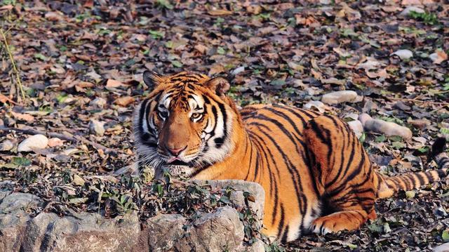 世界上最大的老虎:东北虎体长达2.8米,狮王在它面前就