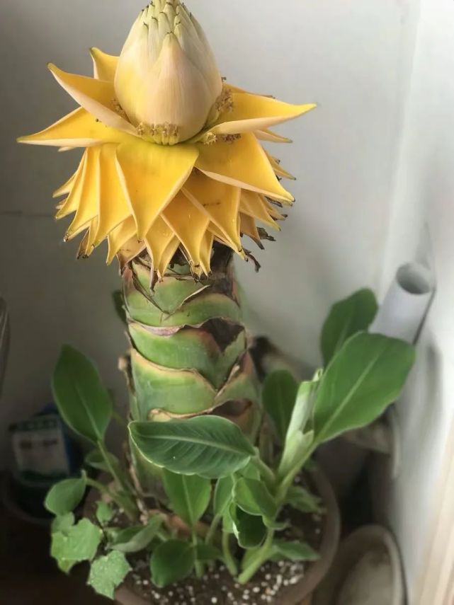 一种"佛教圣花",开花金灿灿,家里养一盆,漂亮又吉祥,养人又养心!