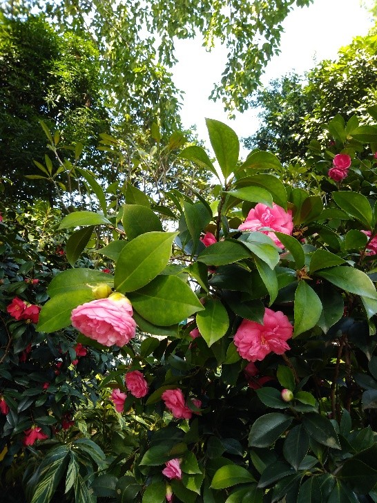 茶花中的"贵妇人",花朵丰满圆润;它叫"夏梦小旋"