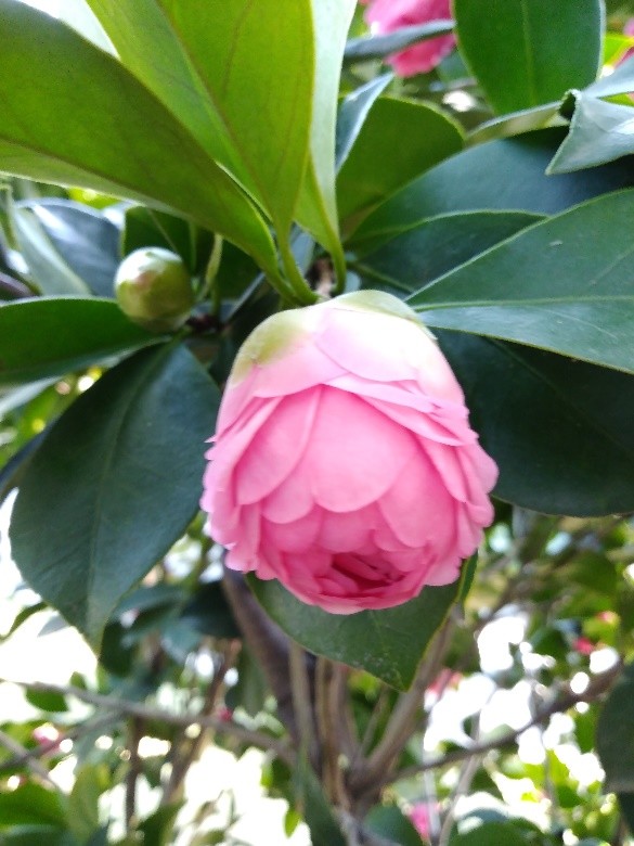 茶花中的"贵妇人,花朵丰满圆润;它叫"夏梦小旋"