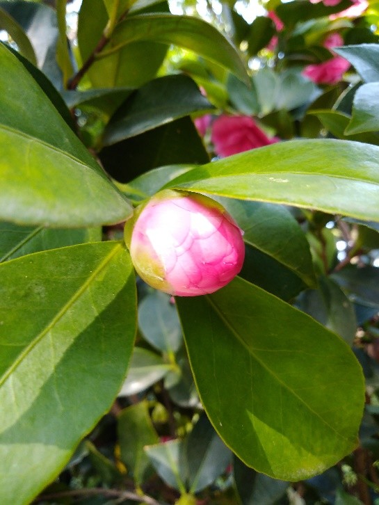 茶花中的"贵妇人",花朵丰满圆润;它叫"夏梦小旋"