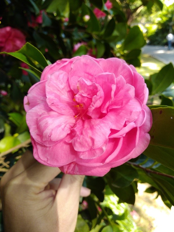 茶花中的"贵妇人",花朵丰满圆润;它叫"夏梦小旋"