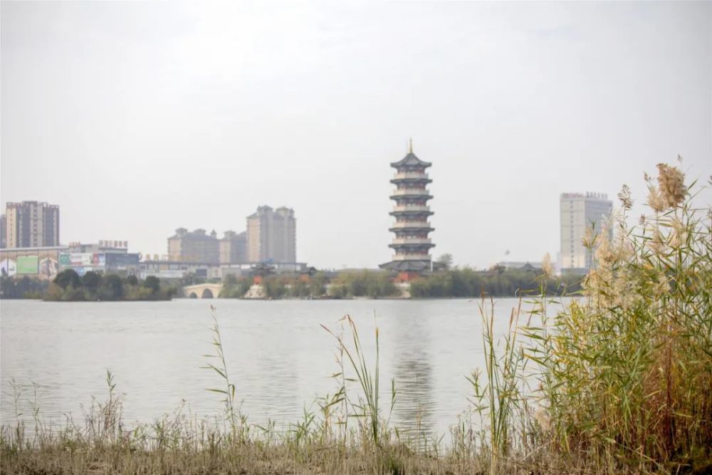 柘城来了一群"稀客,专挑容湖的鱼吃!