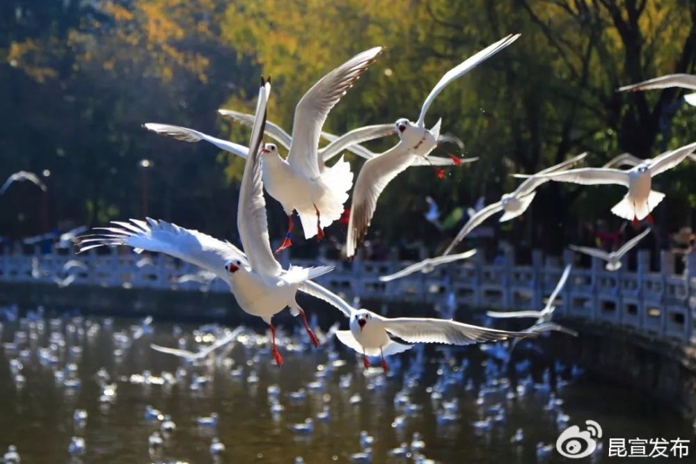 红嘴鸥来啦!昆明最佳赏鸥地点推荐!