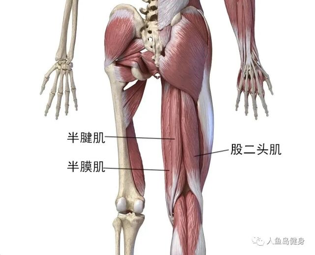 从腘绳肌的功能入手,我们来分析为什么要强化腘绳肌的