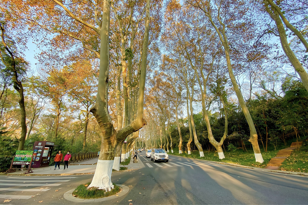 南京有条"绿色长廊",近百年历史的梧桐大道,景色美如爱情隧道