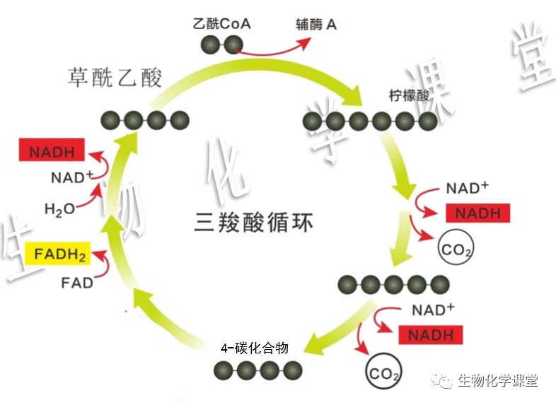 三羧酸循环解析及记忆技巧2021版