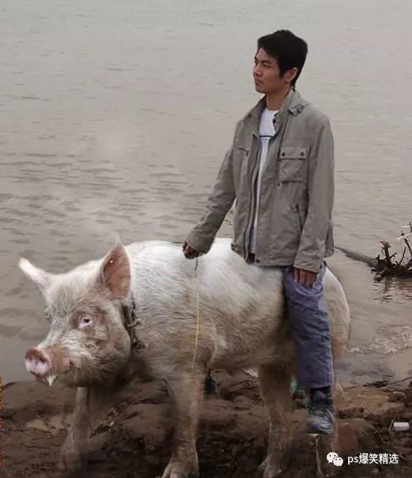 搞笑p图:大哥,p这个猪作为你的坐骑还满意吗
