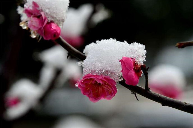 红楼梦,不可思议的初冬十月,琉璃世界白雪红梅,暗示着什么?