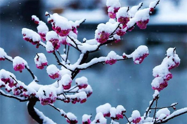 红楼梦,不可思议的初冬十月,琉璃世界白雪红梅,暗示着