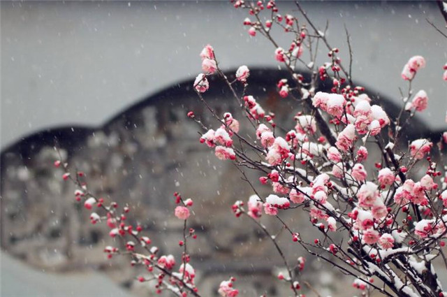 红楼梦,不可思议的初冬十月,琉璃世界白雪红梅,暗示着什么?