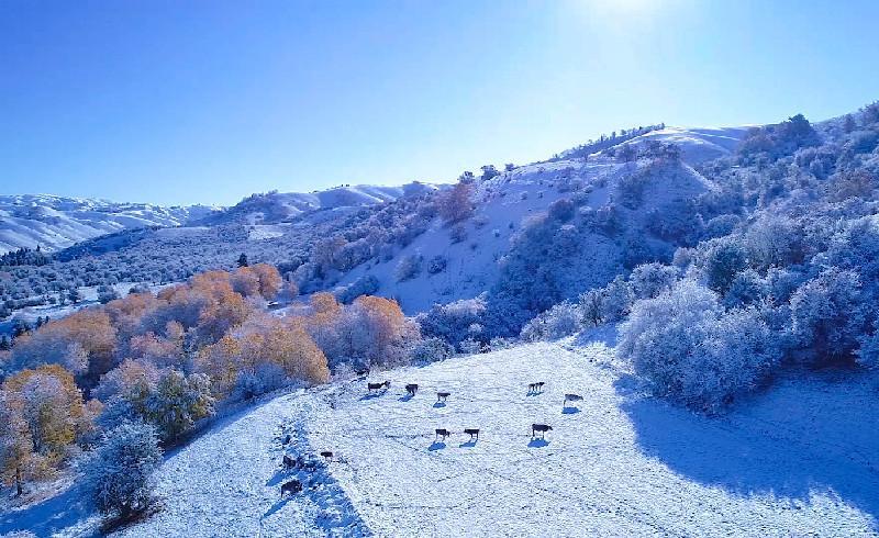 看雪真的没必要非去东北!雪景,我只服新疆