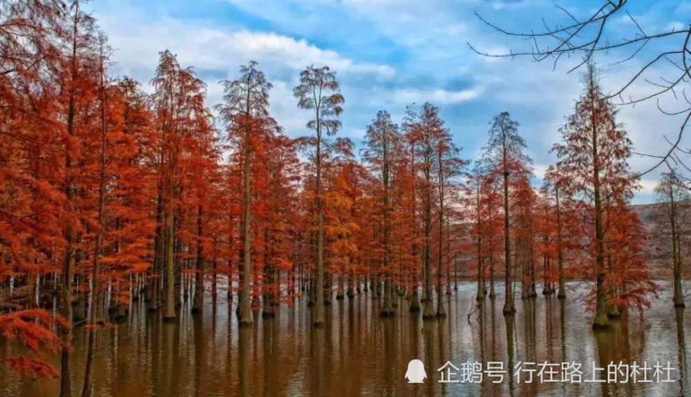 江苏八大绝美水杉观赏地这个季节最别致的风景