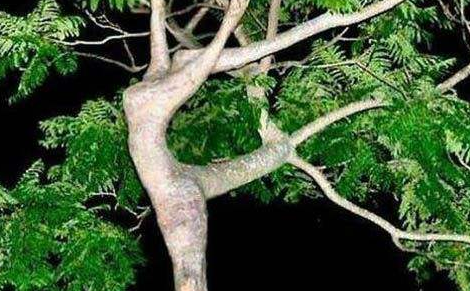 印度的食人树真实存在?为何科学家们三缄其口