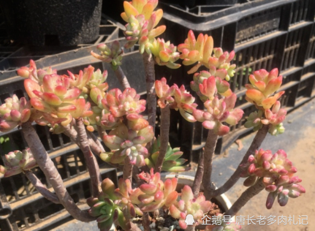 多肉小叮当锦不好养?只要注意这些养护细节,想要养好它一点不难