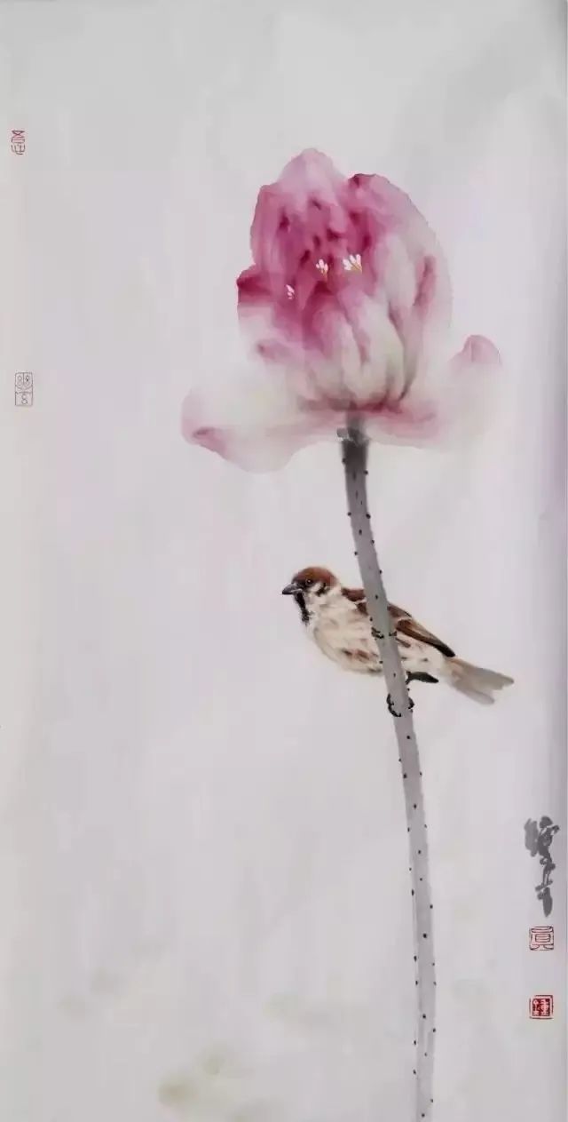 绝美荷花小鸟30幅,太漂亮了!