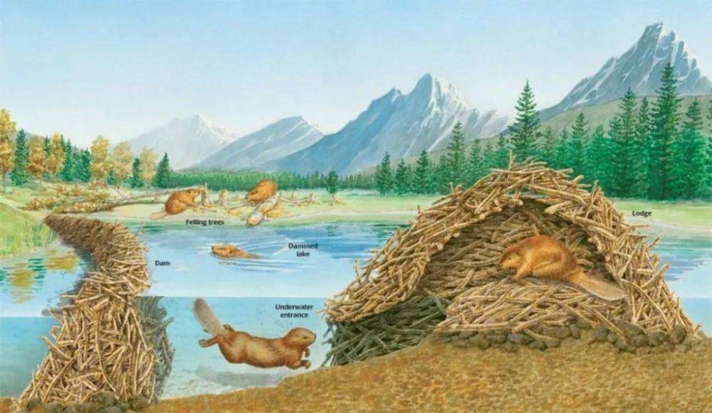 "基建狂魔"河狸为什么超级喜欢筑坝?看看它们的巢穴就知道了