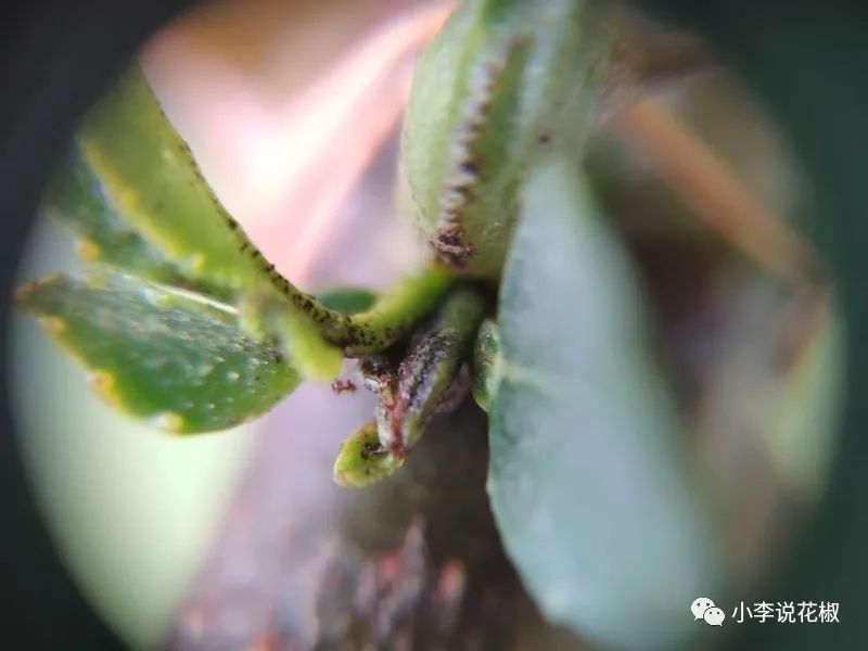 青花椒的花芽如何分辨?