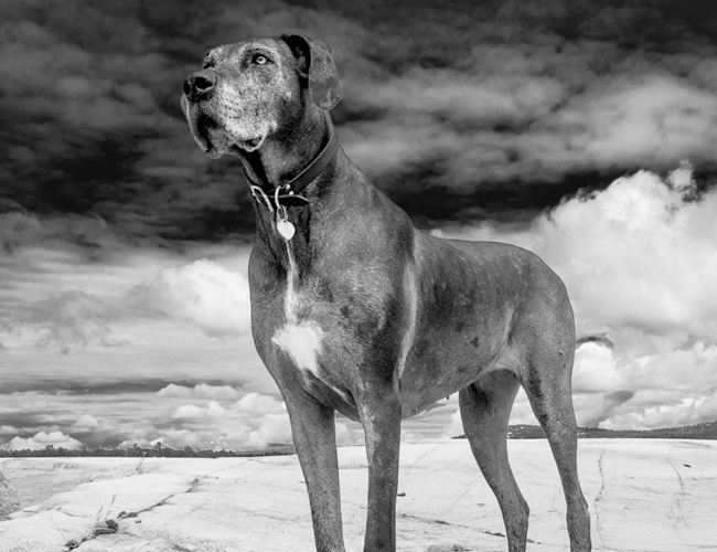 海南大丹犬离奇失踪,从清末老照片找到了线索,原是一种灭绝的猛兽