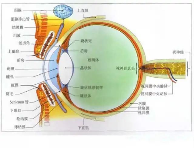 三,眼内容物包含哪些组织?