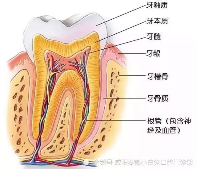 牙龈时指紧贴于牙颈周围及邻近牙槽骨上呈淡红色的结构,是口腔黏膜的