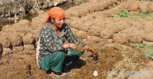 gdp 牛粪_鲜花插在牛粪上图片(2)