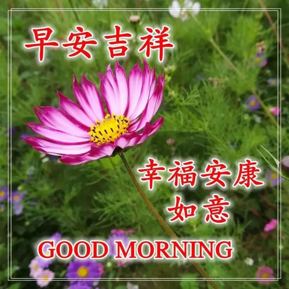 中老年表情包,聊天动态带字图片早上好祝福,情谊比天高,快乐任逍遥!