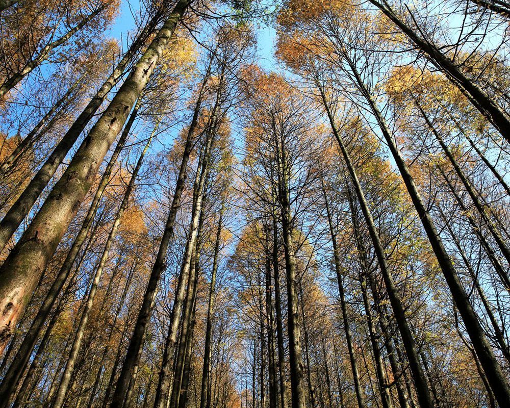 插播实时图片重庆南川山王坪秋景走最美的路赏最美的林