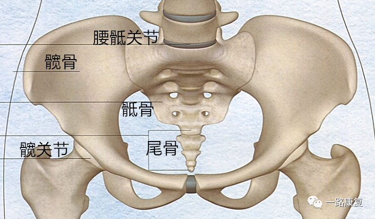 但从运动系统上看骨盆,则还包含骶骨与第五腰椎之间的腰骶关节,以及