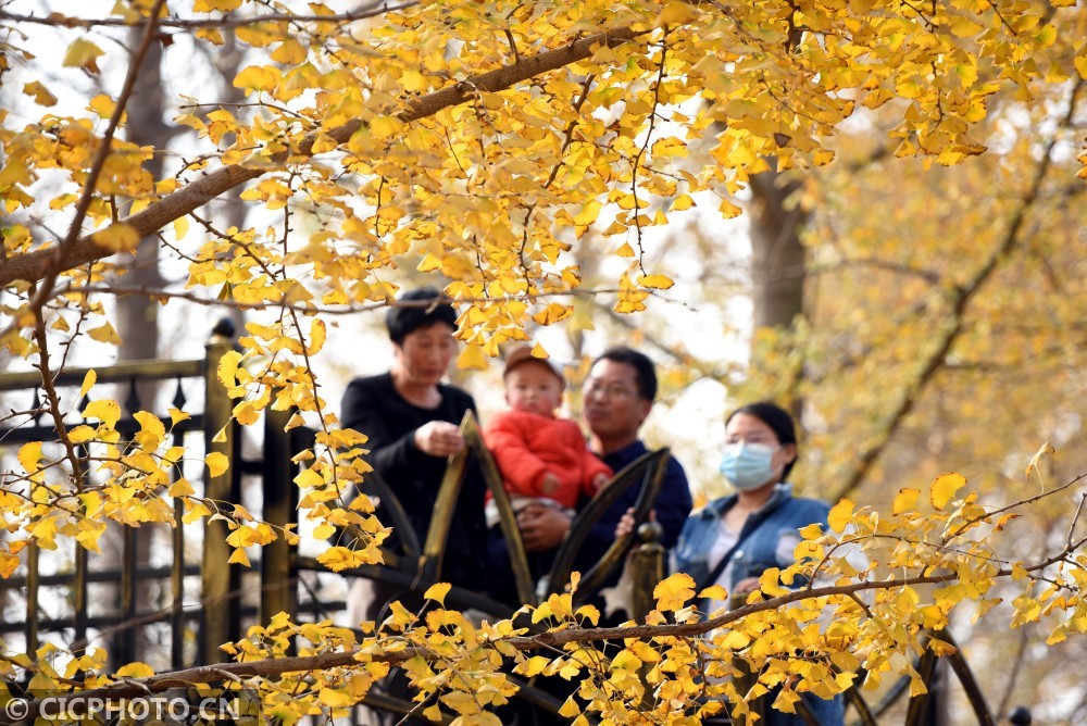 2020年11月16日在山东省临沂市郯城县胜利镇贾湾村拍摄的银杏林.