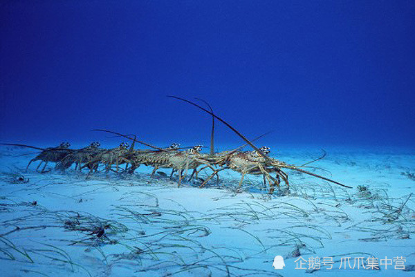 为生存龙虾艰难迁徙,数十龙虾首尾相连,排队组成"龙虾