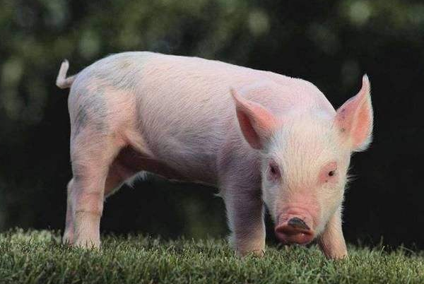 属猪人过了49岁怎么样?特别强调1971年的,句句说到心坎上!