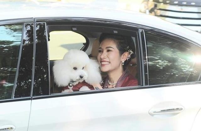 同样是带泰王爱犬出行:西拉米高调抱着,贵妃笑容甜王后却放脚边