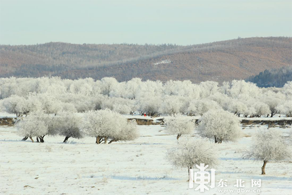 中俄界江黑龙江呼玛段江畔现唯美雾凇美景