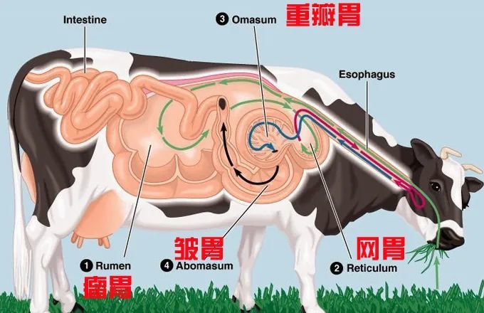 牛为什么只吃草就能拥有一身肌肉?而我们人类却不能?