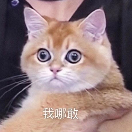 猫咪怼脸拍表情包—wink,太可爱了