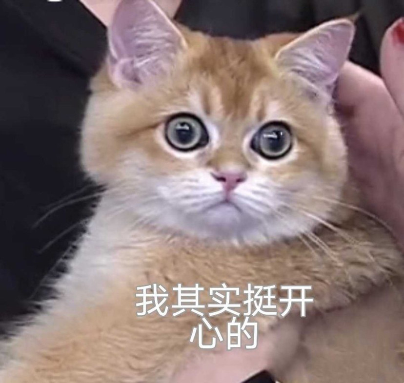 猫咪怼脸拍表情包wink太可爱了