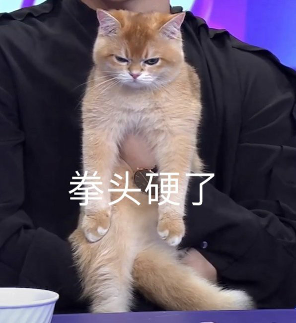 猫咪怼脸拍表情包—wink,太可爱了