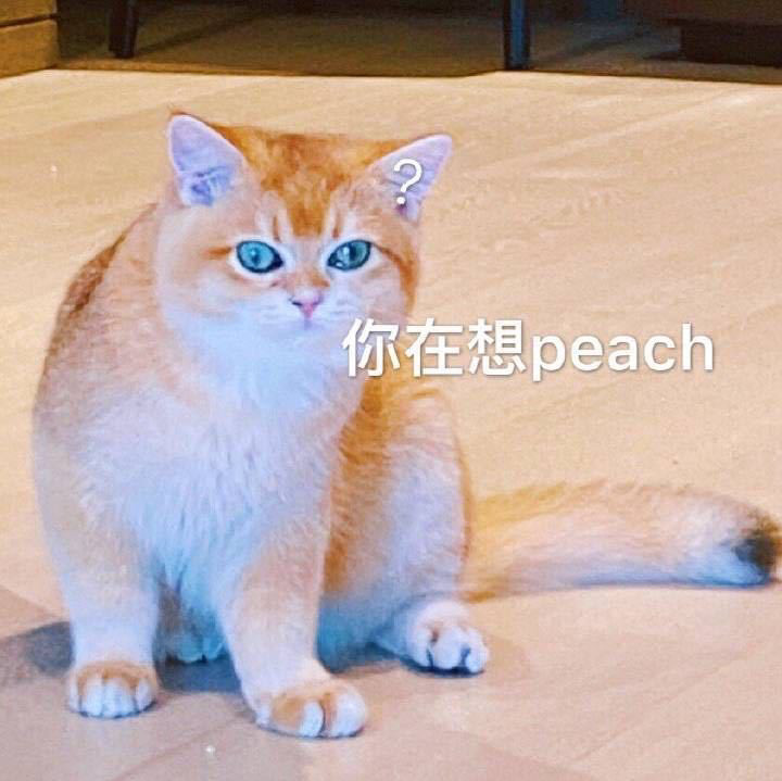 猫咪怼脸拍表情包—wink,太可爱了