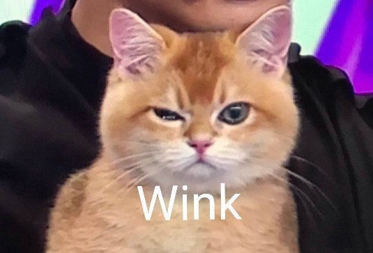 猫咪怼脸拍表情包wink太可爱了