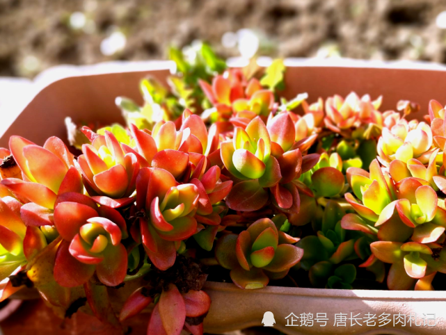 多肉火祭开花很正常,不过开完以后会变得非常丑陋,所以最好别让它开花