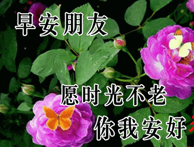 8张创意好看的早上好鲜花祝福语图片,星期四早安祝福语阳光句子
