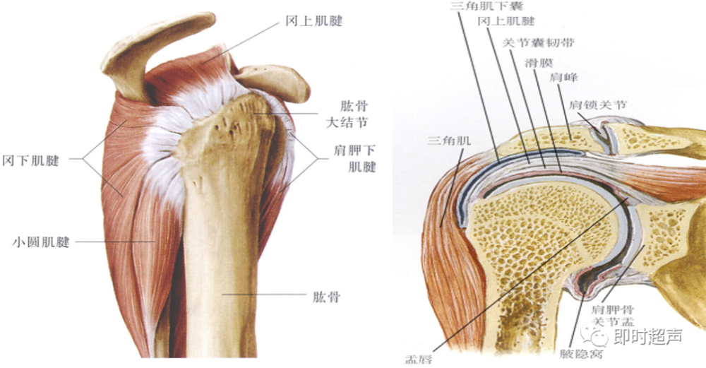 肩袖解剖3,肱二头肌长头腱2,肩峰下滑膜囊1,肩袖肩关节超声检查的主要