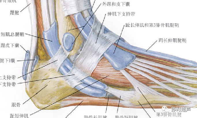 踝部扭伤向内扭曲最常损伤前距腓韧带,其次为跟腓韧带,后距腓韧带损伤