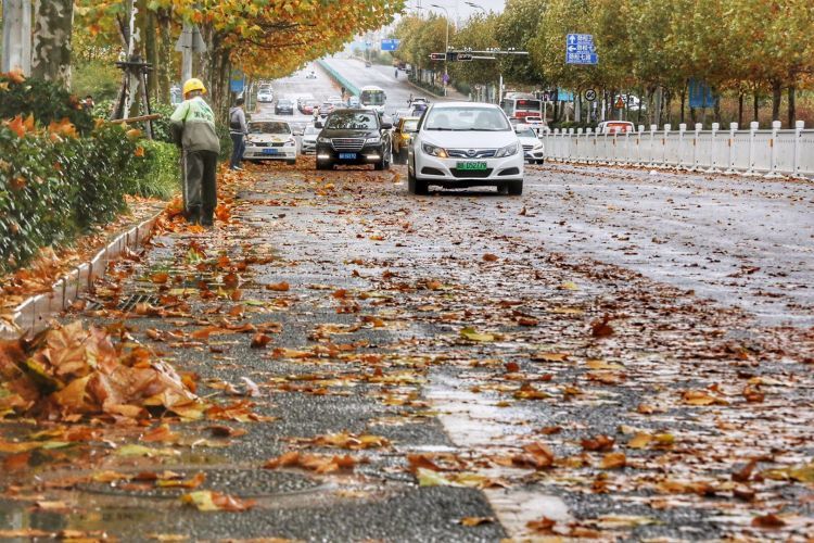 雨后的青岛落叶的世界 八大关景区披上金黄的外衣_腾讯新闻