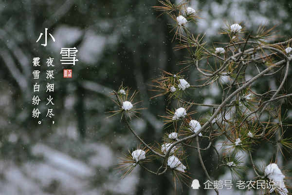 小雪节气将至农谚小雪雨淋头瓮里米生虫为啥有道理吗
